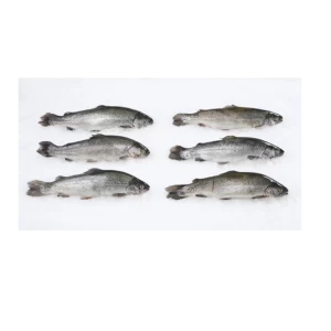Rainbow Trout Fish